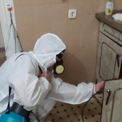 Дезинфекция от муравьев в квартире в Бабушкинском районе Москвы
